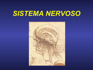 sistema nervoso - Odontologia Sorocaba 2016
