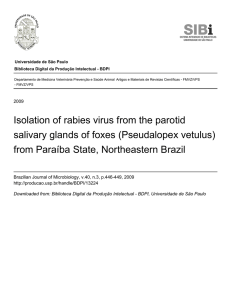 Isolation of rabies virus from the parotid salivary glands