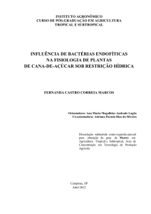 influência de bactérias endofíticas na fisiologia de plantas de