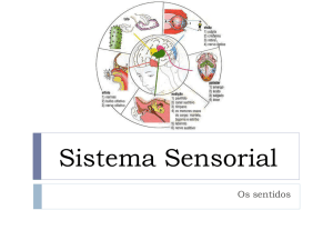 Sistema Sensorial