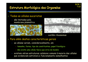 Estrutura Morfológica dos Organelos