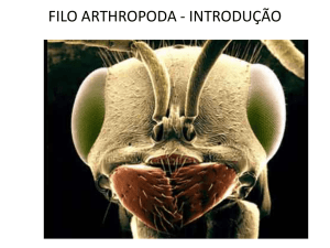 filo arthropoda - introdução