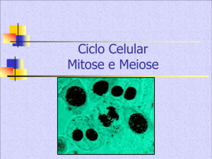 Ciclo Celular Mitose e Meiose