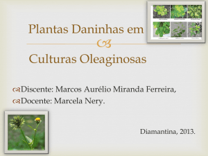 Plantas Daninhas em Culturas oleaginosas
