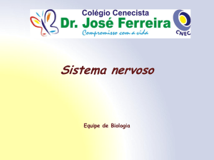 Sistema nervoso 02