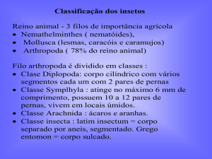 classificação de insetos 2012