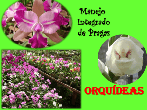 Pragas das Orquídeas