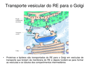 Transporte vesicular do RE para o Golgi