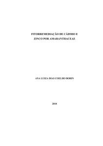 fitorremediação de cádmio e zinco por amaranthaceae