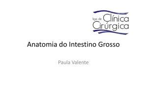 Anatomia do Intestino Grosso