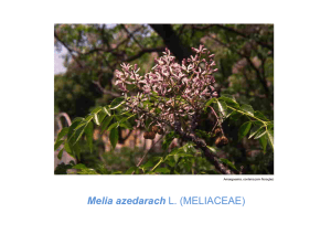 Melia azedarach L. (MELIACEAE)
