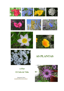 Ciclo de Vida das plantas