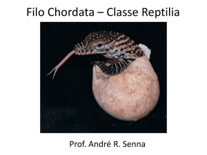 Filo Chordata – Classe Reptilia