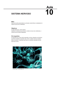 sistema nervoso