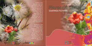 flores da caatinga