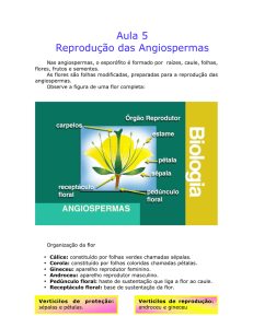 Reprodução das angiospermas