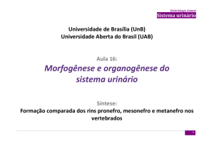 Morfogênese e organogênese do sistema urinário - Aprender