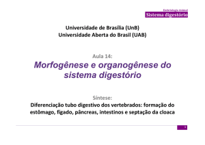 Morfogênese e organogênese do sistema digestório - Aprender
