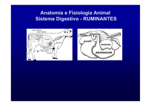 Anatomia e Fisiologia Animal Sistema Digestivo