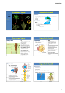 Organologia Organologia Vegetal Organologia Organologia Vegetal