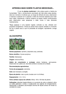 aprenda mais sobre plantas medicinais