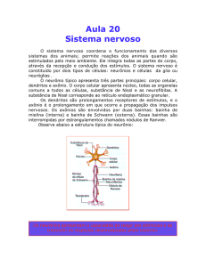 Aula 20 Sistema nervoso
