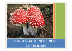 (Microsoft PowerPoint - fUNGOS - Apresenta\347\343o