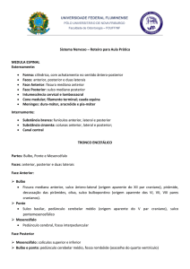 Sistema Nervoso &ndash; Roteiro para Aula Pr&aacute;tica MEDULA ESPINAL
