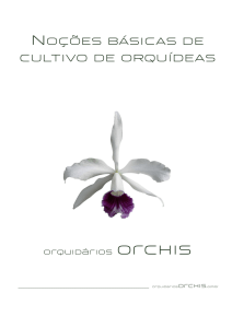 Cultivo de orquídeas - A Orchis propõe uma nova maneira de