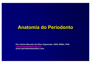 Anatomia do Periodonto