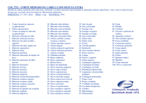 COL 2721 - CORTE MEDIADO DA CABE&Ccedil;A COM MUSCULATURA