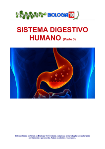 3-sistema-digestorio-humano-parte-3