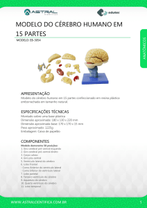 modelo do cérebro humano em 15 partes