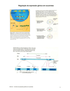 Regulação da expressão génica em eucariotas