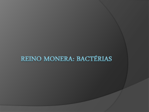 Reino Monera: bactérias