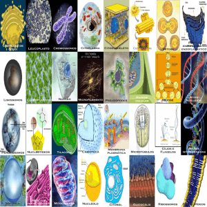Complexo de golgi Leucoplasto Cromossomos Citoplasma