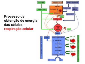 aula 6 - oxidação de aminoacidos e ciclo da ureia