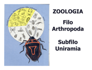 Filo Arthropoda Subfilo Uniramia ZOOLOGIA