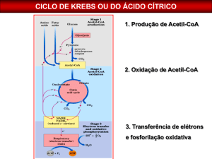 ciclo de krebs ou do ácido cítrico