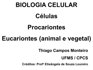 BIOLOGIA CELULAR Células Procariontes Eucariontes (animal e