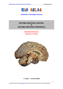 Sistema Nervoso Central e Sistema Nervoso Perif&eacute;rico