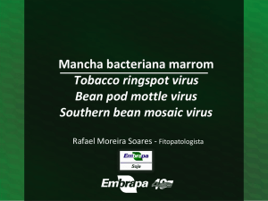 Mancha bacteriana marrom Tobacco ringspot virus Bean pod mottle