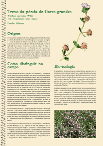 O trevo-da-pérsia-de-flores-grandes (T. suaveolens) é uma planta