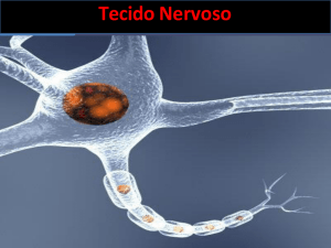 Tecido Nervoso