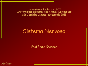 Sistema Nervoso – Ana