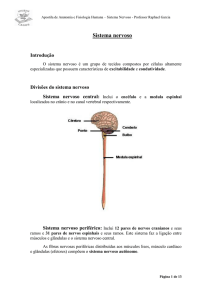 Sistema nervoso - Raphael Varial
