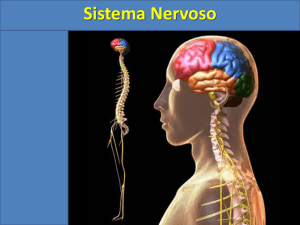 Sistema Nervoso