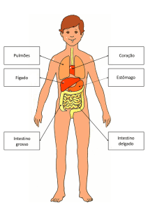 Pulmões Fígado Intestino grosso Intestino delgado Coração Estômago