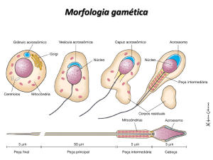 Morfologia gamética