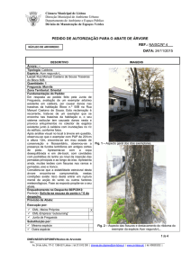 pedido de autorização para o abate de árvore ref.: na/sc/nº 4 data
